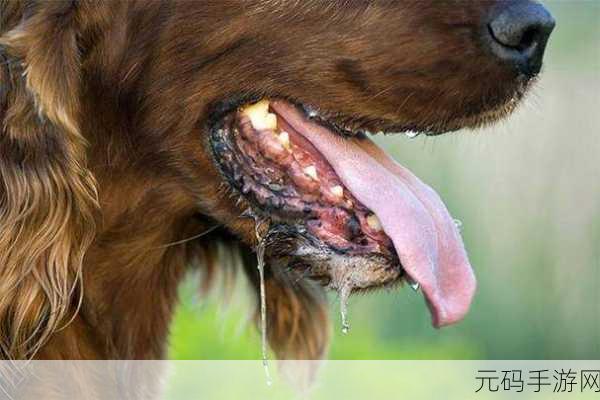 镜流口水流白色液体正常吗图片,宠物狗狗口腔护理小知识