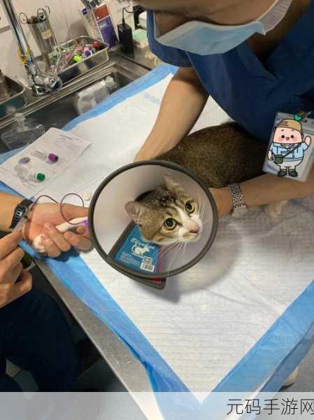 人狗胶配方大全及功效说明书,宠物医疗指南:常见胶体配方及使用攻略
