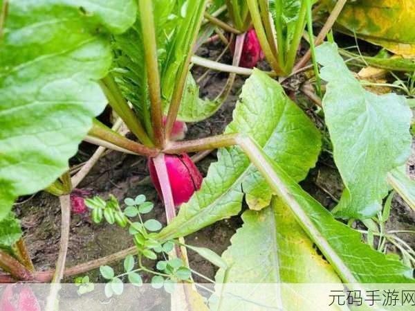 光腿拔萝卜,萝卜大作战