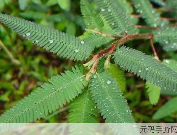 含羞草实验实验究2023，含羞草：神秘实验室大冒险