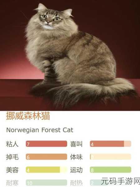 晚安森林猫酱升级全攻略,解锁高效成长路径