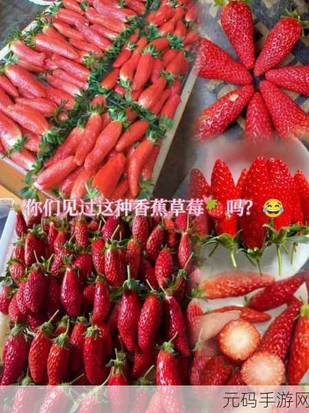 成都香蕉草莓科技有限公司,香蕉草莓游戏