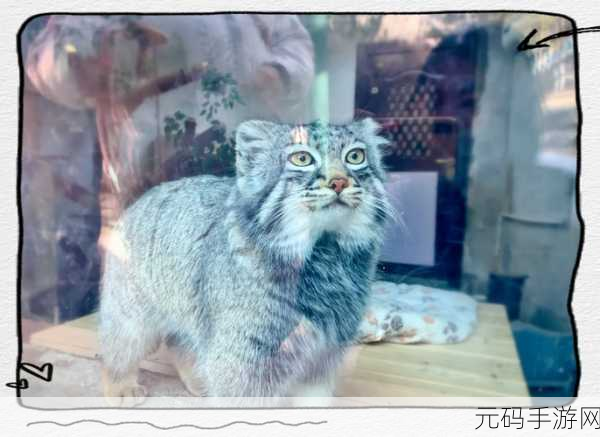 ZZO0Z女人与牛Zoom,动物园奇遇记
