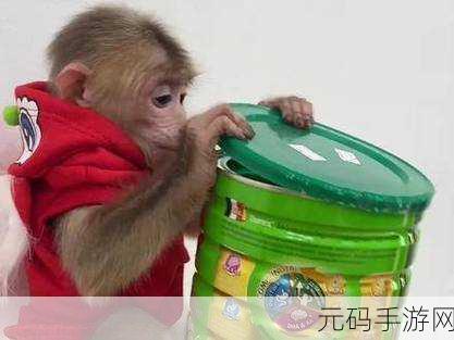 女生男生一起努力生猴子，萌宠乐园：一起养育小猴成长记
