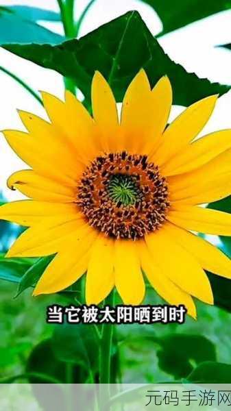 向日葵视频在线观看站长统计,向日葵视频APP下载量数据分析