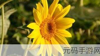 向日葵视频在线观看站长统计,向日葵视频APP下载量数据分析