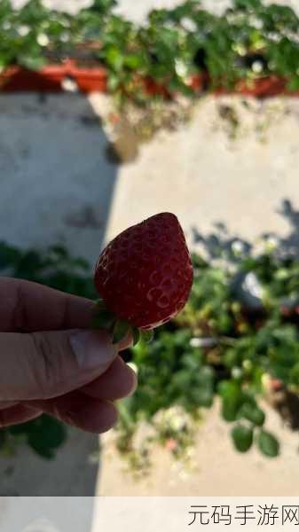 【草莓视频】华语自制 / 超清光速 / 全站免费 / 全国楼凤信息免费解锁 下载地,【草莓视频】高清华语影视 / 极速播放 / 免费观看 / 同城交友社区