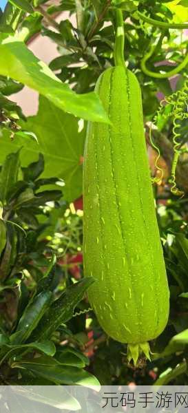 成人向日葵草莓丝瓜芭乐,花园成熟季 - 休闲农场物语