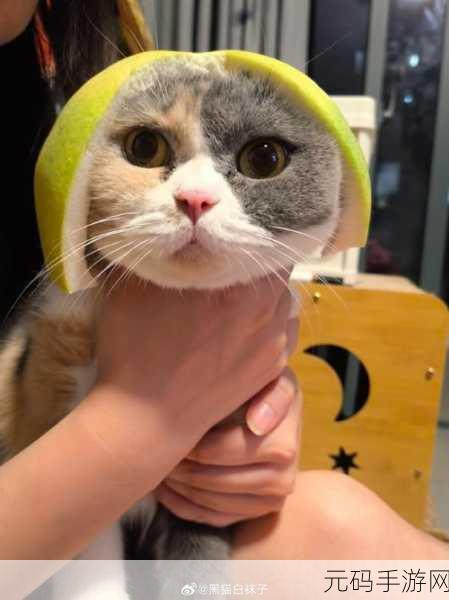 91糖芯柚子猫,糖芯萌宠:柚子猫的冒险