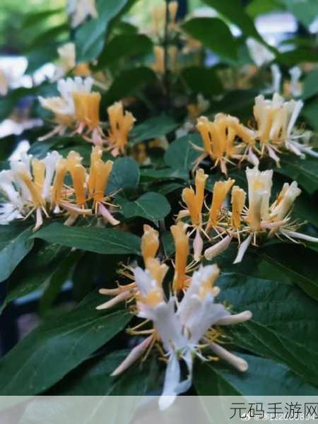 无法合拢的皇帝金银花,皇帝花之谜:金银花传说