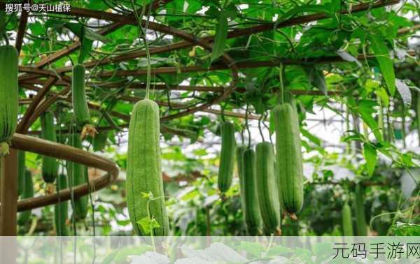 丝瓜视频污,丝瓜视频-短视频社区