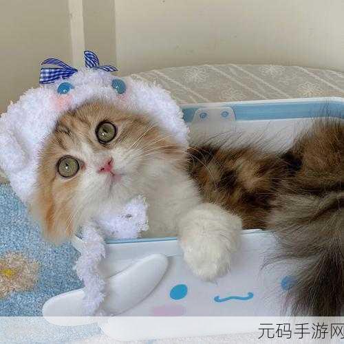 以闪亮之名酣甜猫寓新阁套装全面解析