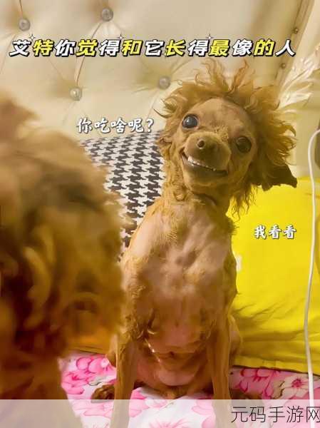 欧美人狗ZO,萌宠伙伴大冒险