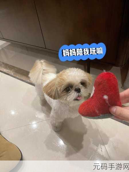 人狗大战Java代码大全最新版本更新内容介绍,宠物大乱斗:全新玩法攻略与版本更新一览