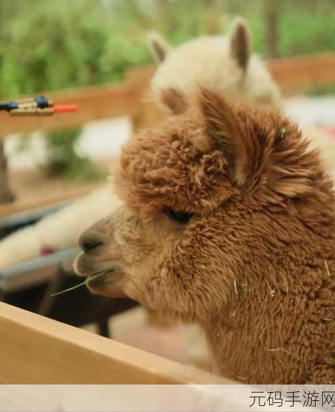 狗狗与人人zoo，萌宠乐园