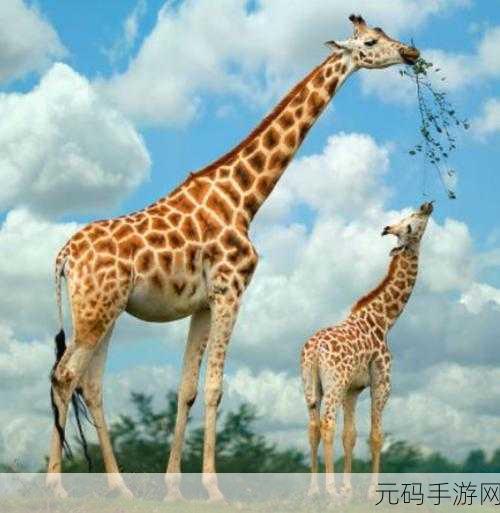 手游资讯,揭秘长颈鹿与成年人心率差异,探索游戏中的自然奥秘