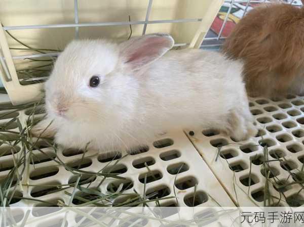 大白屁股BB,萌趣小白兔