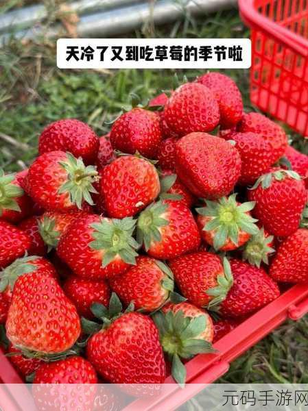 草莓短视频破解，草莓视频精选版