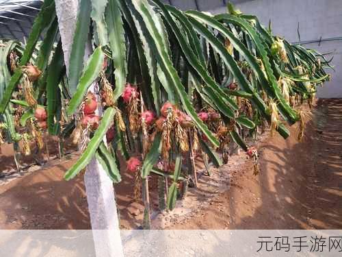 苏家有女1v5黄心火龙果,女战神单挑五人,火龙果之战