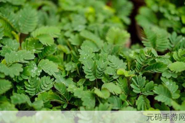 含羞草老狼信息大豆行情，植物大战狼人：豆你玩