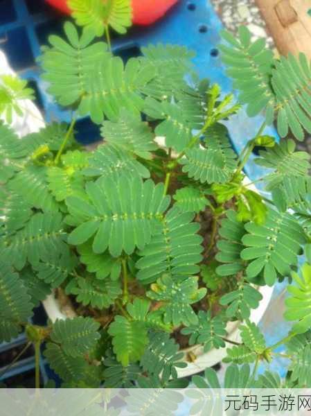 含羞草老狼信息大豆行情，植物大战狼人：豆你玩