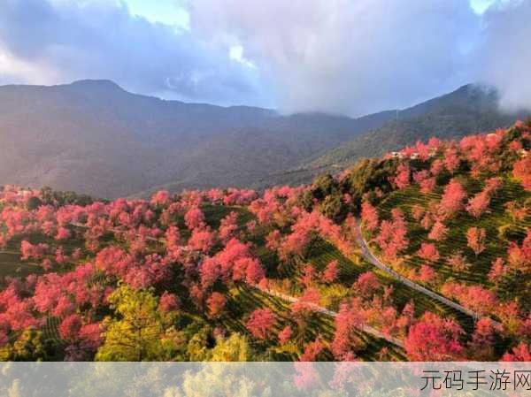 樱花影视,樱花视界