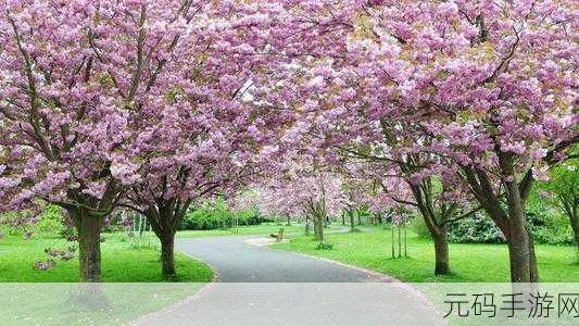 樱花影视,樱花视界