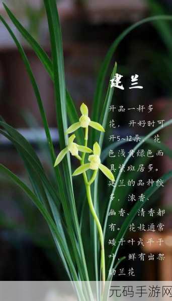 国产日产精品久久久久兰花,花开盛放 - 轻松休闲养花手游