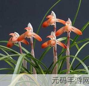 国产日产精品久久久久兰花,花开盛放 - 轻松休闲养花手游