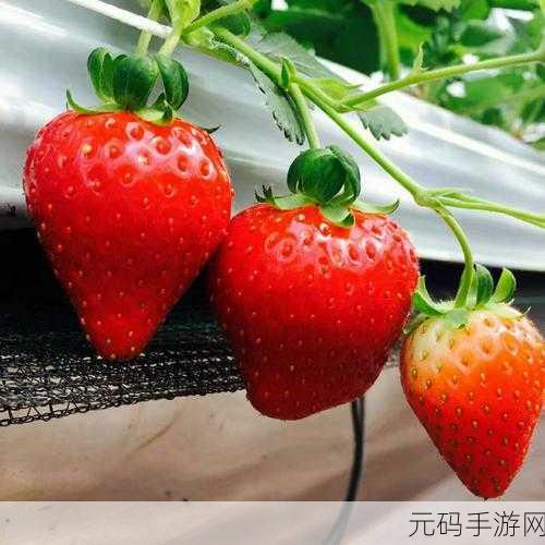 草莓软件无限激活,草莓助手永久会员版