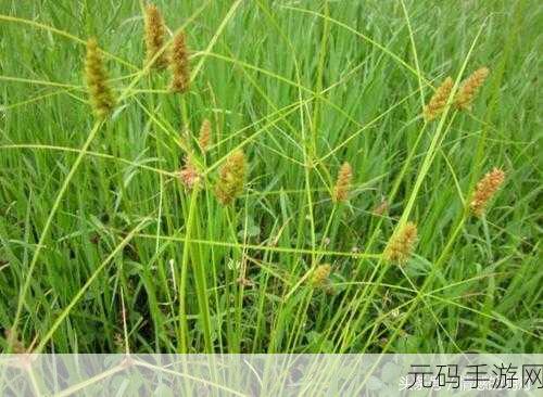 原神草神强度深度剖析,草元素体系的核心力量