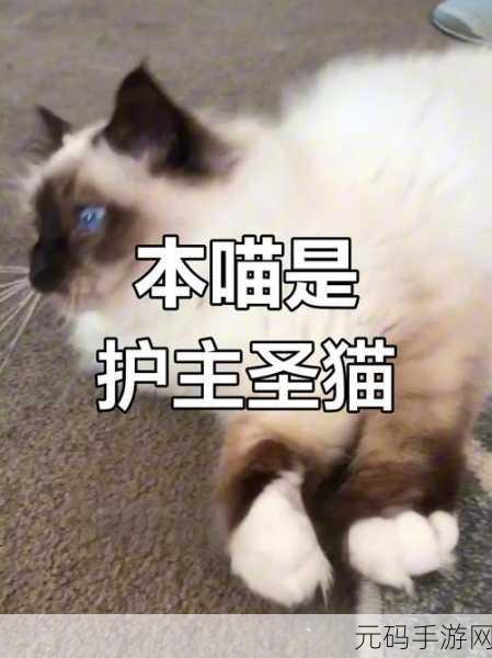 糖心柚子猫Vlog,【萌宠日常】糖心柚子猫的治愈时光
