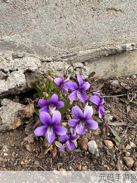 野花社区,花语世界