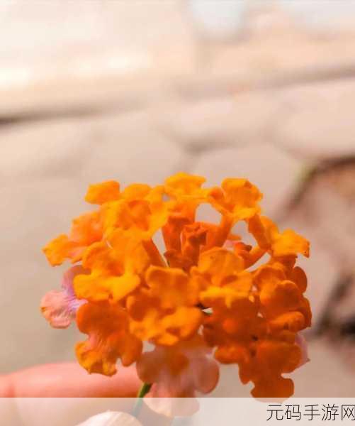 野花社区,花语世界