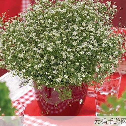 私人管家2满天星,私人管家2:星耀传说