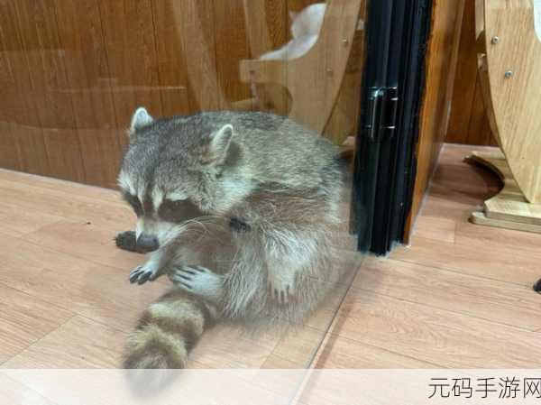 数学老师小兔子又萌又可爱,【萌宠解谜】兔兔老师的数学课堂大冒险