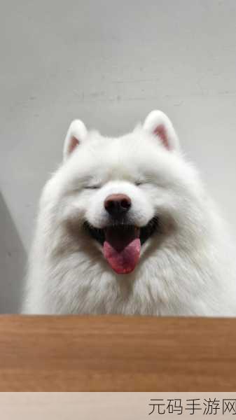 ZOOMSERVO兽狗牧场,萌宠驯养大师