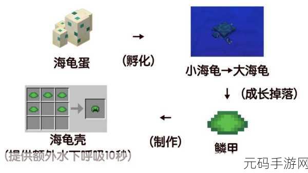 我的世界海龟蛋获取方法全解析