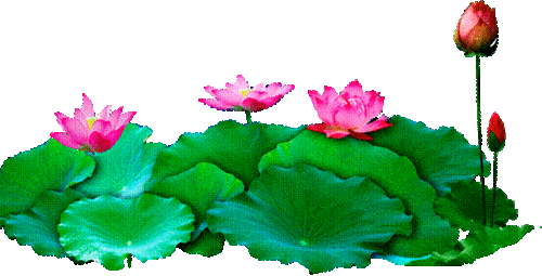神奇秘籍,WPS 文字中绽放花朵图片的制作之道