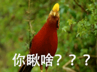 手游资讯指令,撰写一代沙雕你瞅啥通关攻略