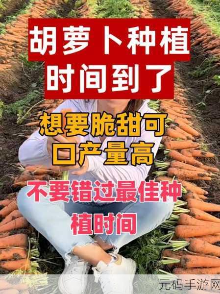 悠长假期手游资讯,解锁巨大胡萝卜种植秘籍