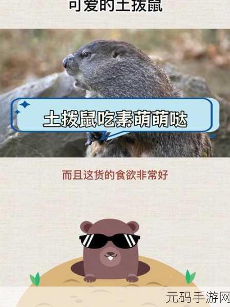 手游资讯,揭秘小森生活中土拨鼠的捕猎技巧与不出洞原因