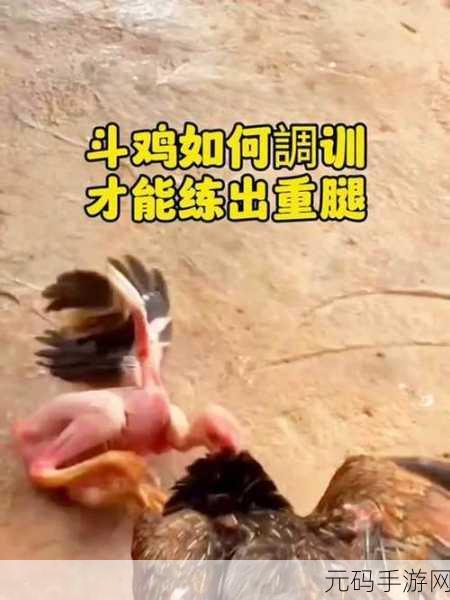疯狂斗鸡场神种斗鸡繁育攻略,揭秘神种白斩鸡的获取之道