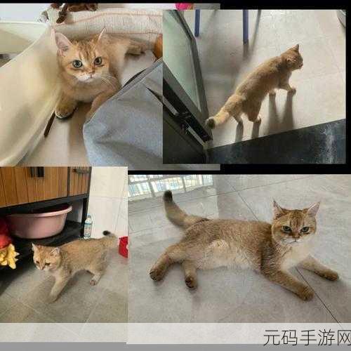 小森生活猫咪选美大赛全攻略及奖励详解