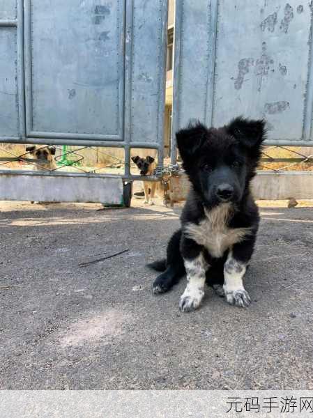 DNF田园犬，忠诚伙伴携手共赴冒险新版本资讯