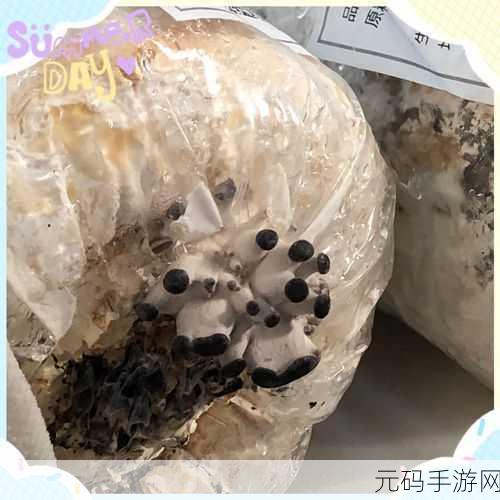 迷你世界,揭秘蘑菇的神奇繁殖机制与奥秘