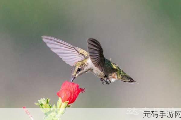 不休的乌拉拉蜂鸟与银蜂鸟获取全攻略
