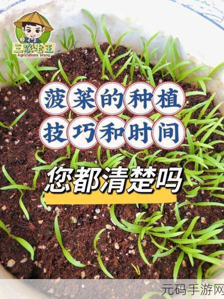 模拟农场25菠菜农作物特点及高效种植攻略