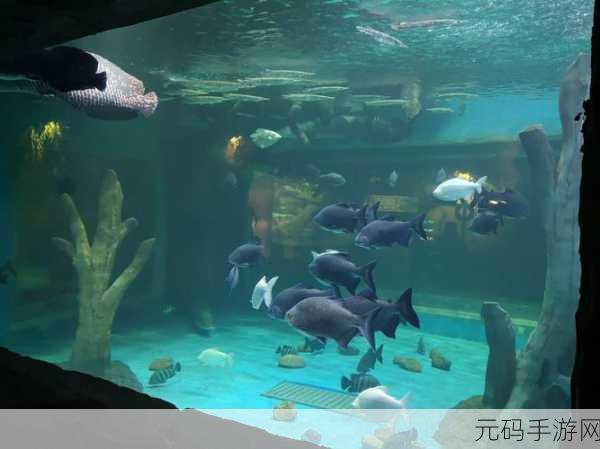 黎明之海探险全攻略深度解析,扬帆远航,探索未知世界的奥秘