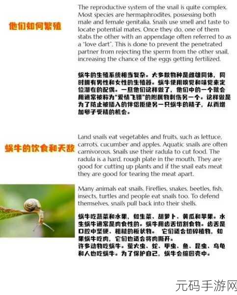 揭秘最强蜗牛,深度解析合成百万吨支撑的技巧与策略